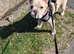 french bulldog puppie