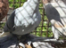 pair fairy swallows