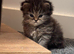 Doll face Persian kittens