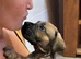 South African boerboels
