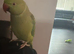 Baby Indian Ringneck talking parrot