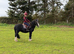 Beautiful 12.1HH gelding