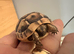Spur thigh hatchlings