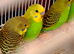 We have 3 lovely green budgies . They are calm and use to finger stroking !