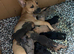 Cane corso frenchie cross puppies for sale