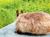 Chocolate buck ex show bunny