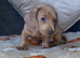 Dachshund Isabella dapple boy