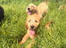 Gorgeous goldendoodle puppies