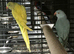 PARROTS to finches