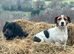Jack russel puppies