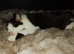 9 month neutered male kitten,very friendly