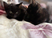 Beautiful Kittens