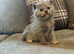 Beautiful bsh babies