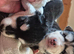Malxhuskie pups