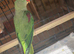 Proven pair of Alexandrines