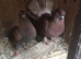 Fantail dove