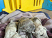 Neopolitain mastiff