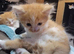 I have a litter of 5 mixed colored kittens for sale