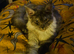 Gccf registered Maine coons Silver Blue