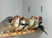 Zebra finches