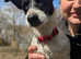 Maples mates-dog walking service