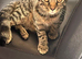 Beautiful female kitten
