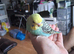 Hand reared baby budgie