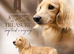 PROVEN MINIATURE PRA CLEAR KC CREAM LONG HAIRED DACHSHUND