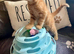 Ginger bengal mix kittens for sale