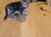 7 baby kitten