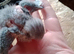 Barred parakeet