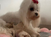 Beautiful Tiny Maltipoo F-1