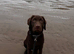 Male chocolate lab