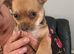 Chihuahua little boy