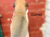 Whippet x collie pups