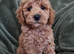 Ready to leave, Hypoallergenic Maltipoo girls