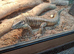 Golden Tegu