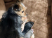 Gorgeous Chorkies available from 28 July