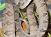 Amazon Tree Boa for sale