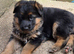 Beautiful German shepherd