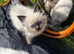 Ragdoll