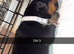 Beautiful Rottweiler pups for sale