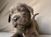 BLUE CANE CORSO PUPPIES FOR SALE