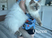 Ragdoll Kittens