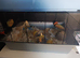 Mice for sale