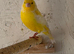 Cinnamon cock for sale
