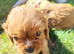 Beautiful cavalier King Charles puppies