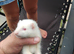Ferrets for sale