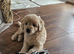 READ NOW Miniature Goldendoodle Puppy F1B