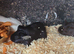 Male guinea pigs